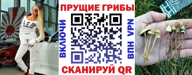 где продают   Михайлов  Псилоцибиновые грибы ЛСД 